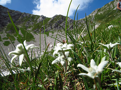 MONTE VIGNA VAGA (mt. 2.332) Sabato 20 luglio 2013  - FOTOGALLERY