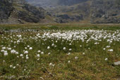 Eriofori in piena fioritura ai laghetti di Val Cerviera - foto Erasmo Perani  agosto 07