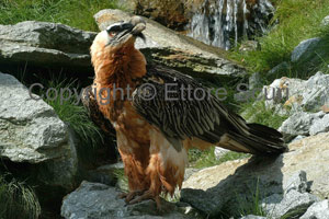 Gipeto (Gypaetus barbatus) - Avvoltoio degli agnelli 