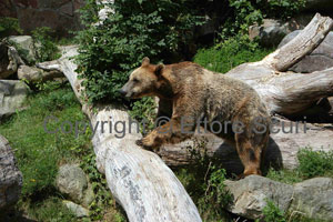 Orso bruno femmina, connazionale di Maja, la madre di MJ5