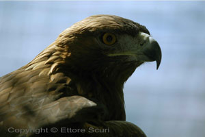 Aquila reale, maschio di coppia nidificante - Posatoio 2008 
