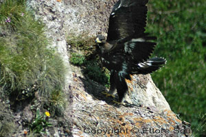 Nidiaceo aquila reale; ultima nidificazione 2007