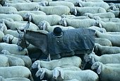 I pastori delle Orobie - FOTOGALLERY
