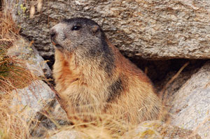 Marmotta grassa pronta per il lungo letargo in Val Sambuzza - foto Fabrizio Paravisi