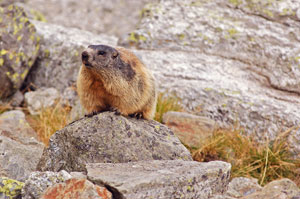 Marmotta grassa pronta per il lungo letargo in Val Sambuzza - foto Fabrizio Paravisi