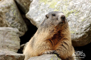Marmotta grassa pronta per il lungo letargo in Val Sambuzza - foto Fabrizio Paravisi