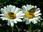 Farfalla su fiore - foto Fermino Carancini