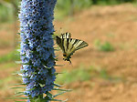 Farfalla su fiore - foto Fermino Carancini