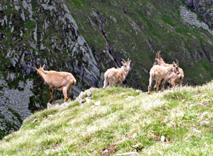 Stambecco femmina al Passo di Publino - foto Flaminio Faggioli giugno 07