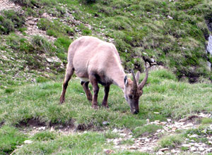 Stambecco femmina al Passo di Publino - foto Flaminio Faggioli giugno 07