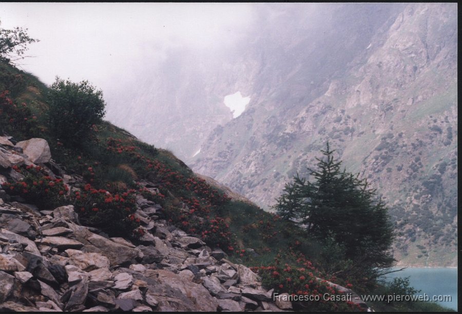 10rododendri.jpg - Magnifici rododendri tra le rocce