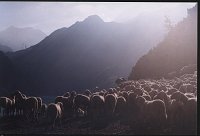 2-Pecore