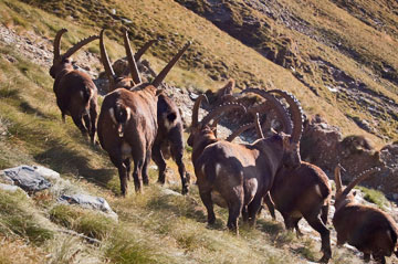Tentativo di salita al Poris dalla Val Grabiasca sul sentiero 255, più traccia che sentiero! il 18 ottobre 2009 - FOTOGALLERY
