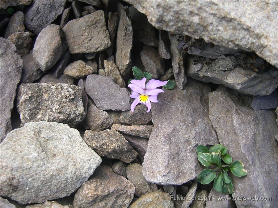 17-Strana-Viola-Comolia.jpg - Una strana Viola Comolia