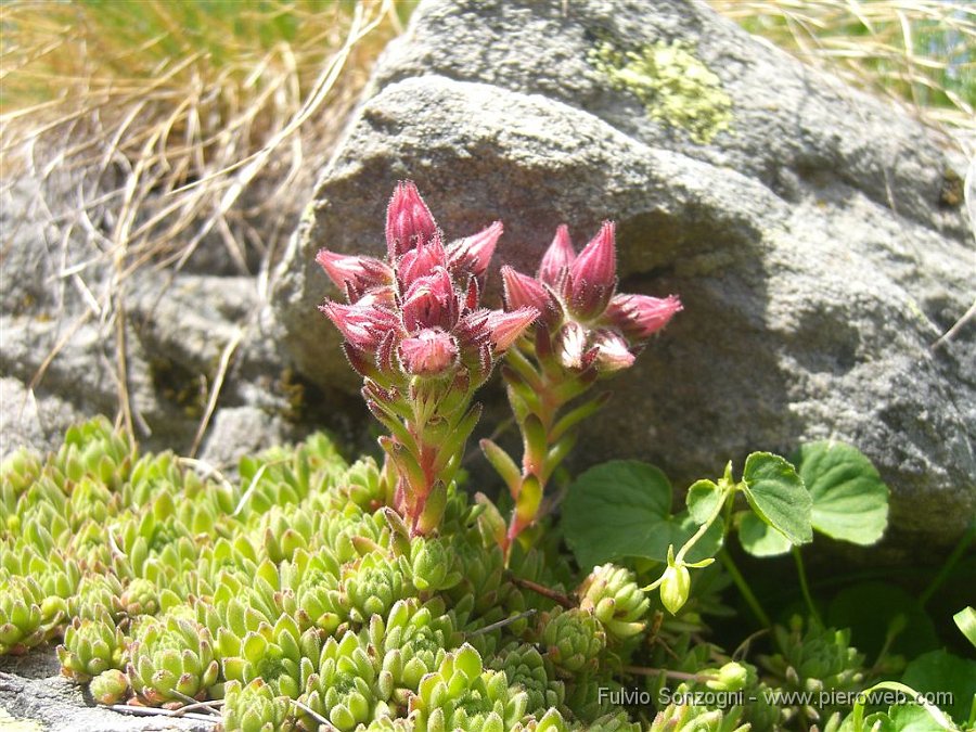 17-ValledelGleno.jpg - Fiori d'alta quota