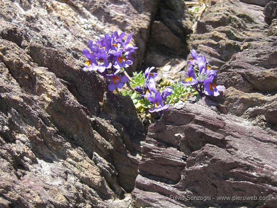 18-ValleGelno-PizzoTornello.jpg - Fiori tra le rocce