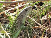 Un bel ramarro sul Pizzo di Spino...posa - FOTOGALLERY