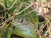 Un bel ramarro sul Pizzo di Spino...posa - FOTOGALLERY