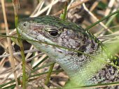 Un bel ramarro sul Pizzo di Spino...posa - FOTOGALLERY