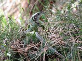 Un bel ramarro sul Pizzo di Spino...posa - FOTOGALLERY