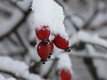 Immagini di Capodanno 2009 a Seriate e dintorni con freddo, nebbia e galaverna - FOTOGALLERY