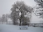 Immagini di Capodanno 2009 a Seriate e dintorni con freddo, nebbia e galaverna - FOTOGALLERY