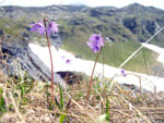 Soldanella alpina al Lago di Coca - 11 giugno 08