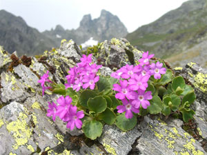 Primula glaucescente con il monte Valletto sullo sfondo - 22 giugno 08