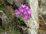 Primula glaucescente ai Lagi di Ponteranica - 22 giugno 08