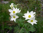 Anemone narcissiflora ai Laghi di Ponteranica - 22 giugno 08