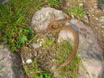 Vipera sul sentiero che sale ai Laghi di Ponteranica - 22 giugno 08