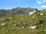Monte Vigna Soliva (2356 m) - foto Fulvio Sonzogni estate 07