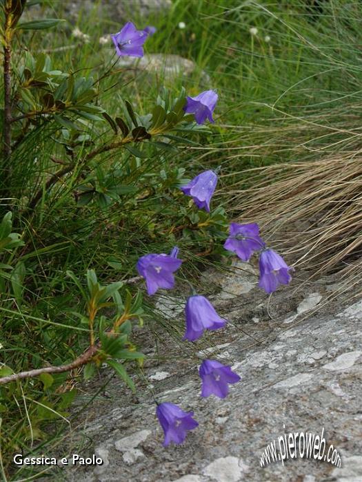 5-Fiori.jpg