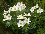 Anemone narcissino ai laghetti di Ponteranica - foto Giancarlo del Sole
