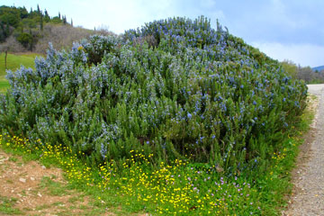 Esplosione Primavera tra Lago d'Idro e di Garda - 10-11 aprile 2010 - FOTOGALLERY