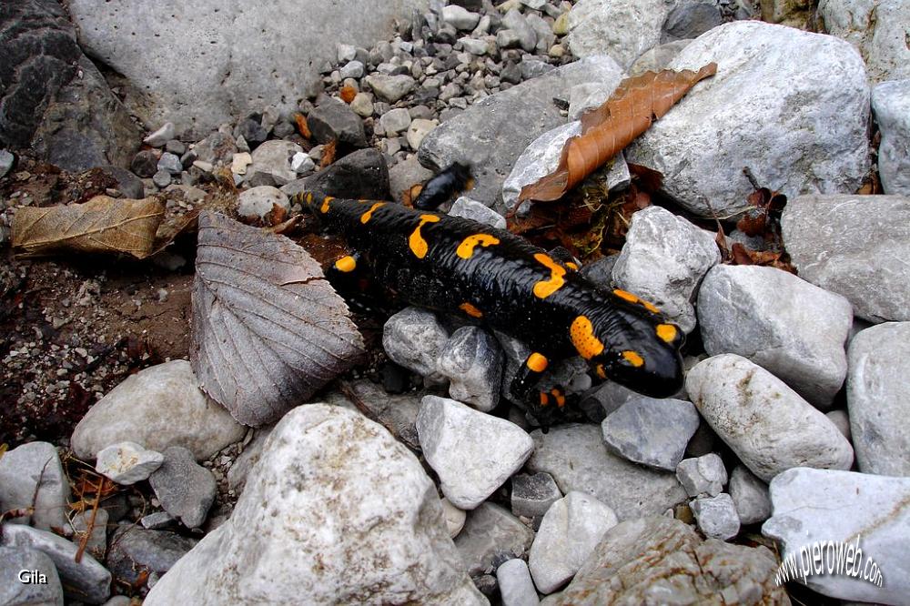 9-Salamandra.jpg