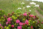 Rododendri e anemoni narcissiflora salendo al monte Gugliemo - foto Gigliola Ziglioli 16 giugno 07