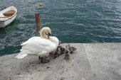 Mamma cigno con piccoli - foto Gigliola Ziglioli 17 maggio 07