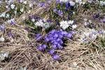Tanti tanti crocus - foto Gigliola Ziglioli
