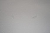 Sulla neve immacolata tracce di rapace