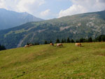 Cavalli al pascoli  sul monte di Zambla -  foto Giovanni Paolini