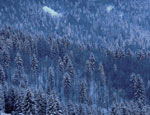 La pineta con la neve - foto Giovanni Paolini