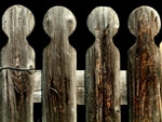 Le sentinelle del ripostiglio... foto Giovanni Paolini