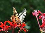 Farfalla su geranio a Posgrom di Serina - foto Giuliano Morandi