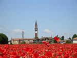 Distesa di papaveri a Villa Cortese (MI) - foto Giuliano Morandi