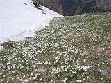 Salita al Laghetto Spigorel (Vigna Vaga) partendo da Tezzzi Alti e percorrendo la Val Sedornia il 2 maggio 08 - FOTOGALLERY