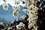 Alpe Arera - Fiori invernali simili a fiocchi di neve - foto Luca Vezzoni