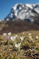 Splendida salita al Rif. Gherardi e all'Aralalta-Baciamorti (2 marzo 08) - FOTOGALLERY