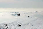 In volo in cerca di cibo - foto Luca Vezzoni