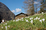 Fioritura di crocus - foto Luca Vezzoni